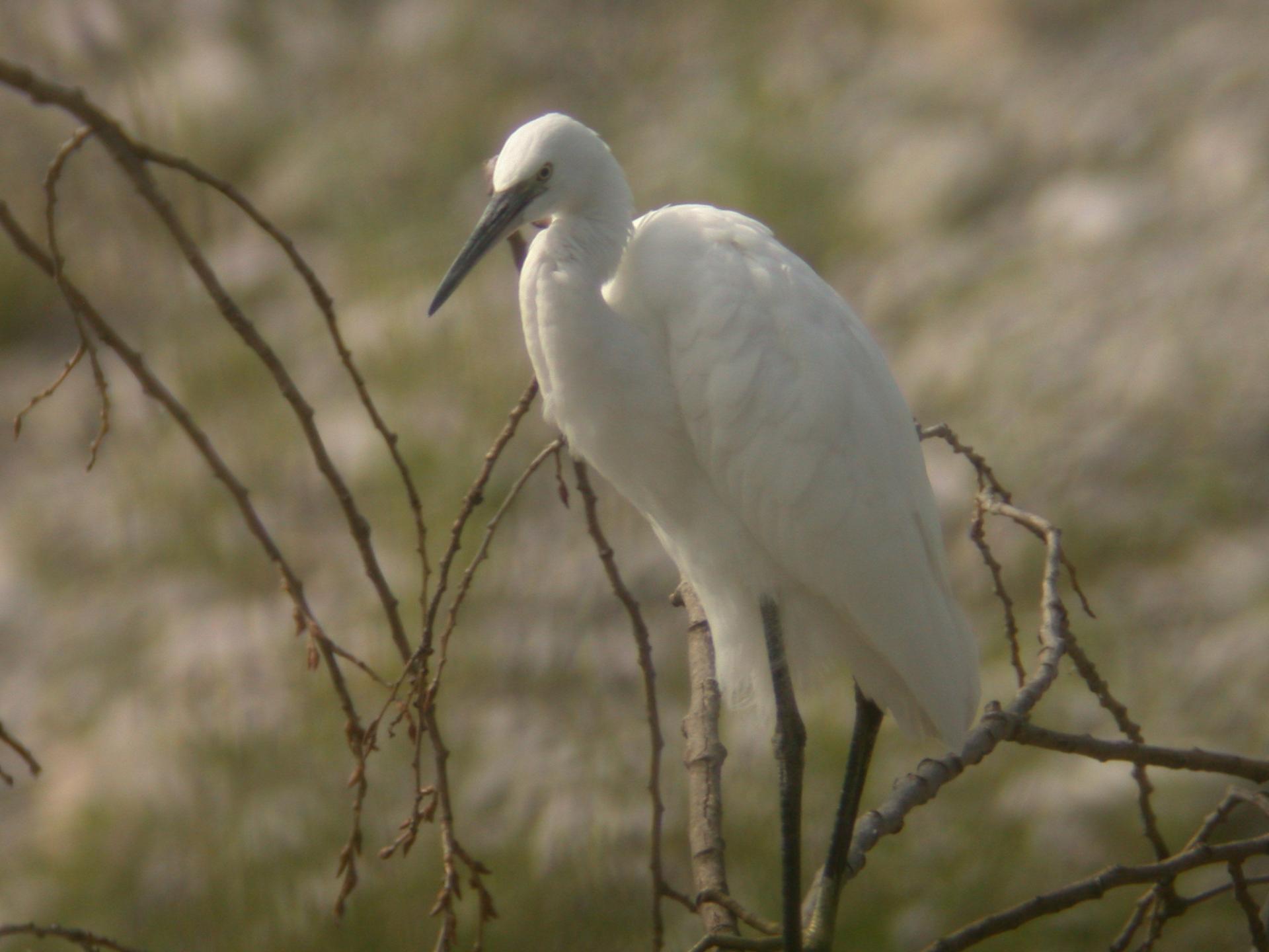 Aigrette