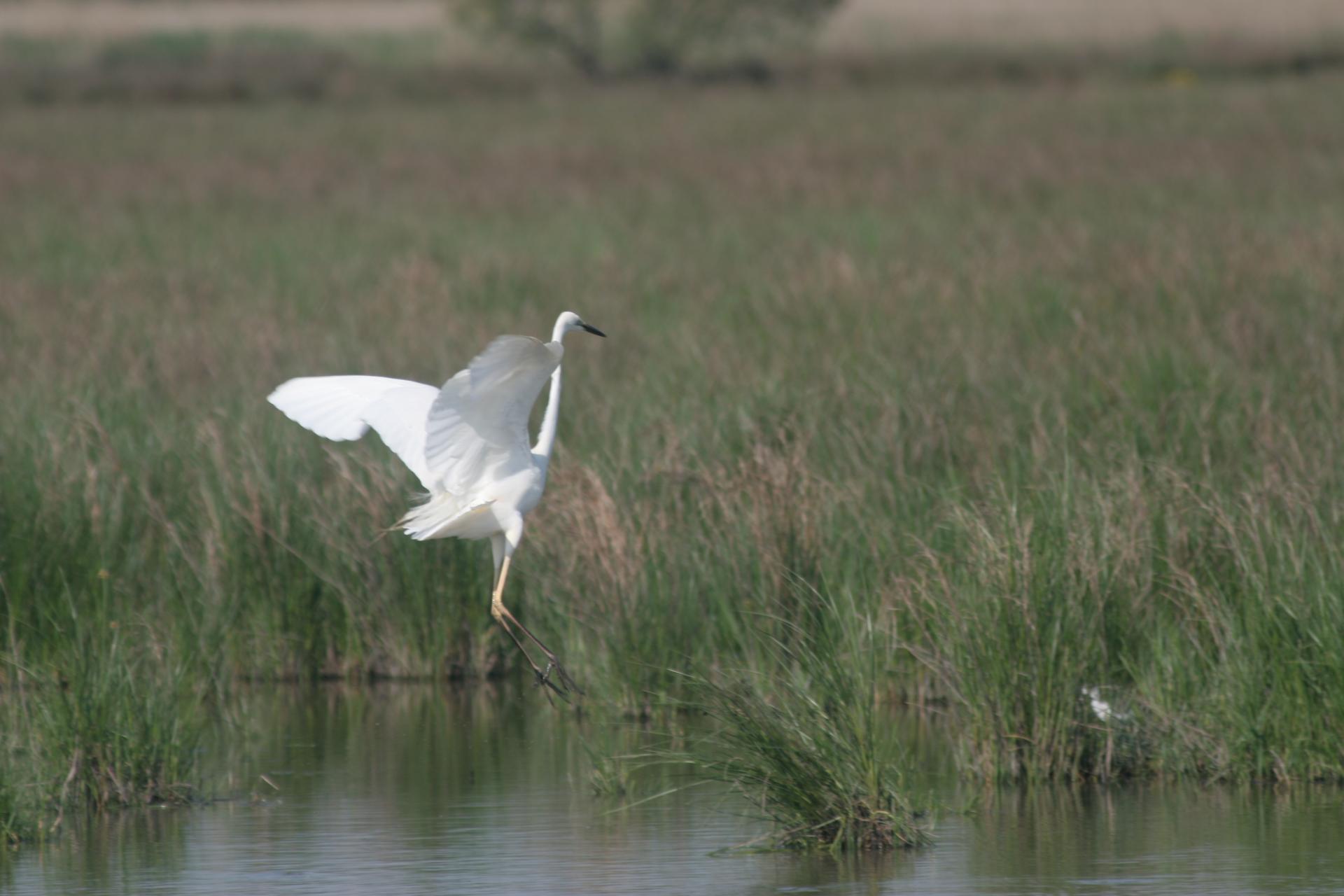 Camargue 063