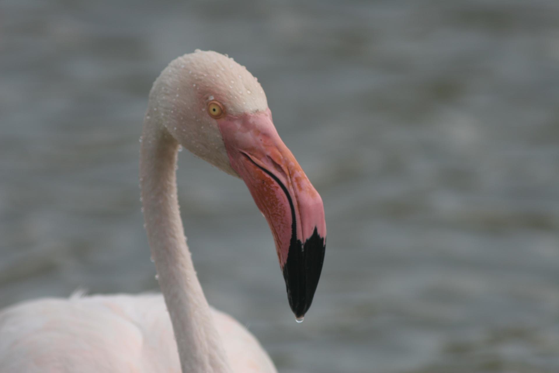 Camargue 084