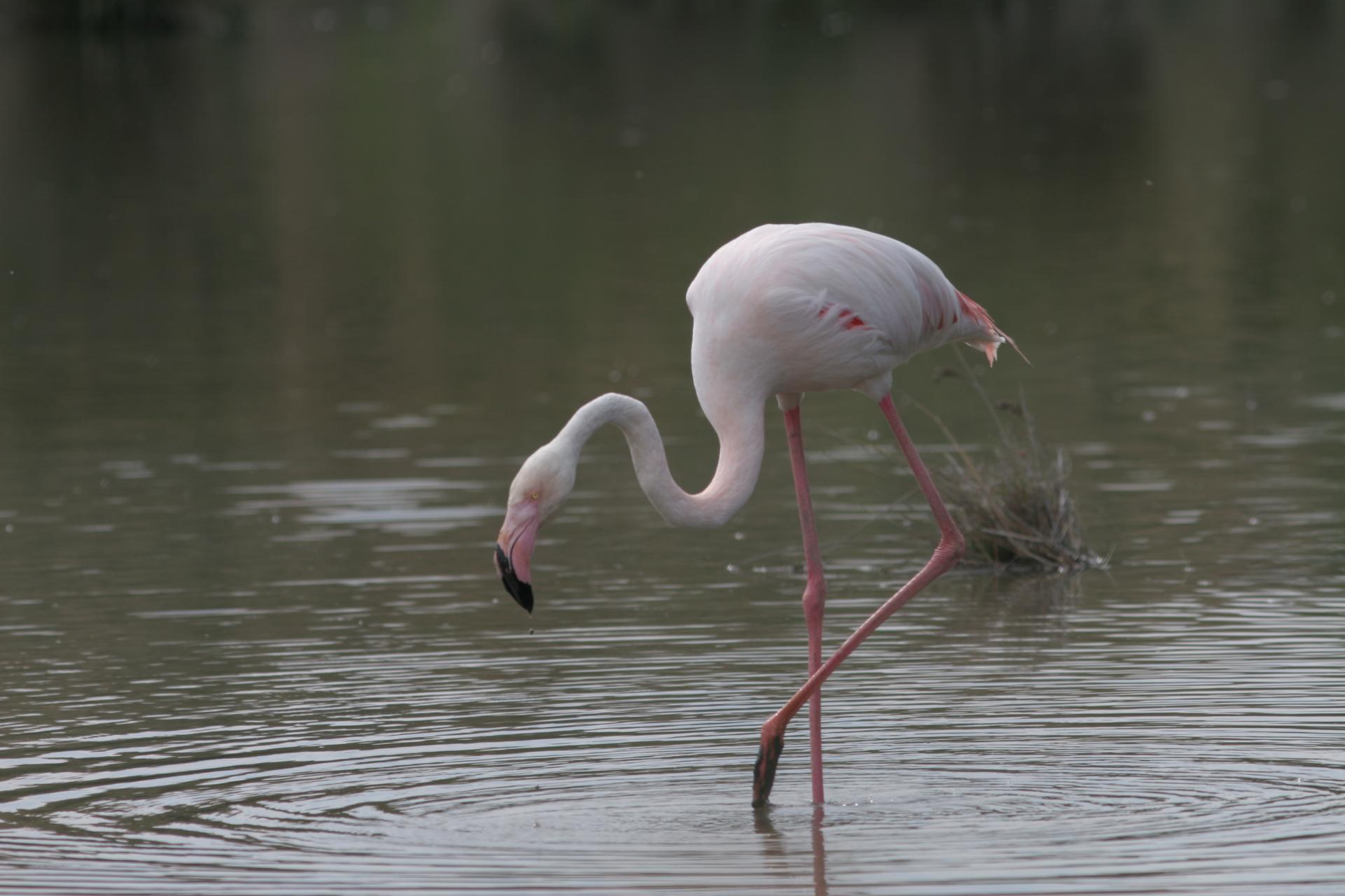 Camargue 108
