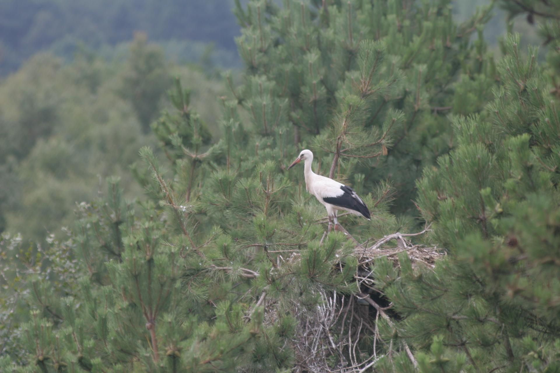 Cigogne marquentaire1 1
