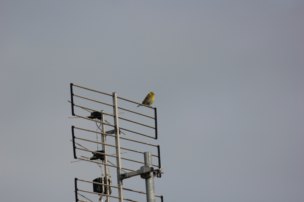 Copie de sini sur antenne