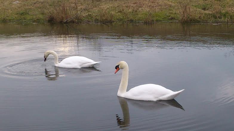 Cygne21