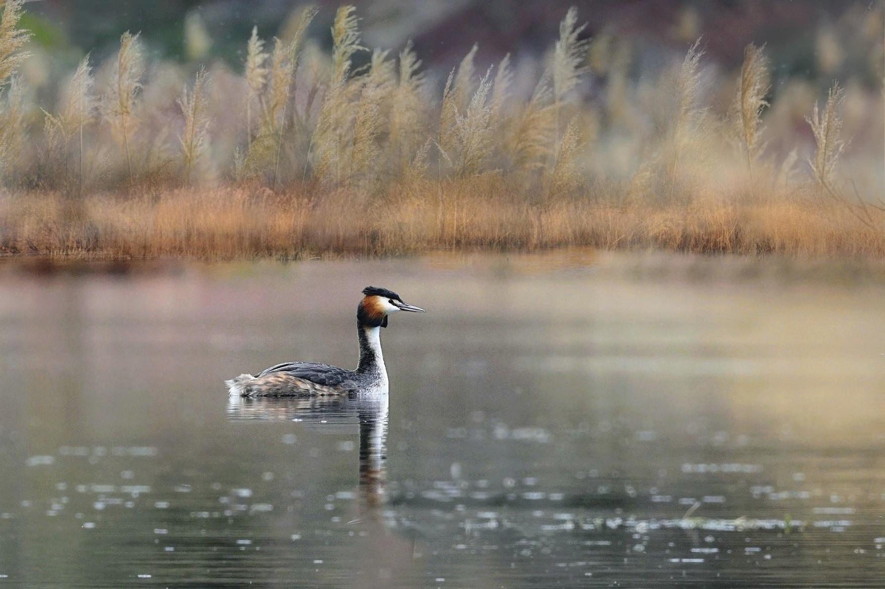 Grebe huppe dsc08169